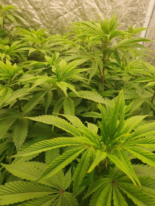 Zillions 💵 - Barney's Farm. Week 9