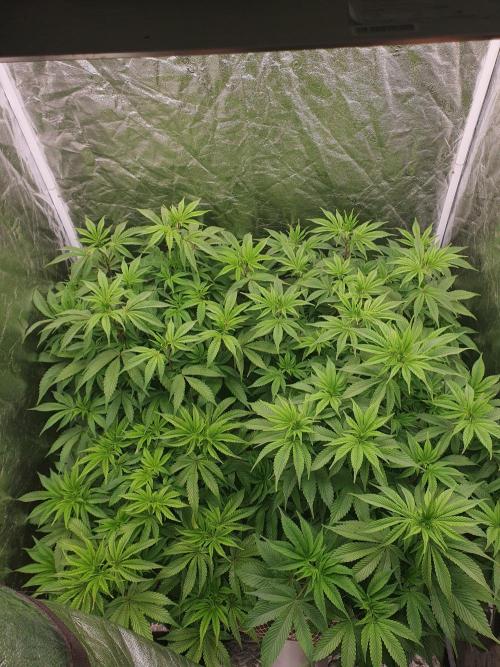 Zillions 💵 - Barney's Farm. Week 9
