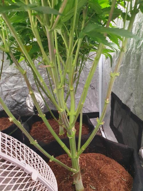 Zillions 💵 - Barney's Farm. Week 9