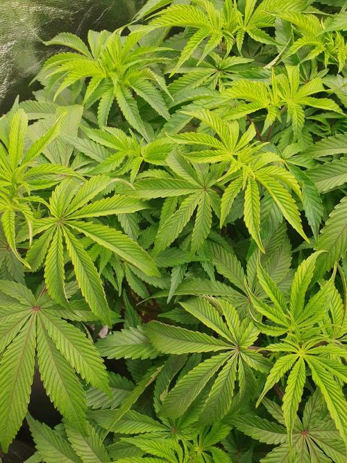 Zillions 💵 - Barney's Farm. Week 9
