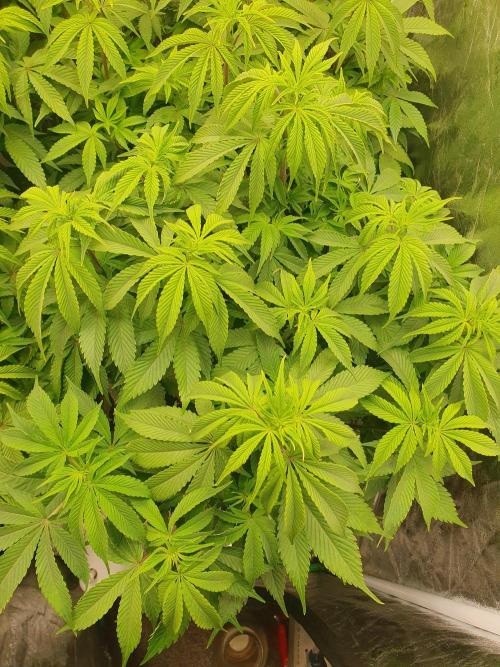 Zillions 💵 - Barney's Farm. Week 9