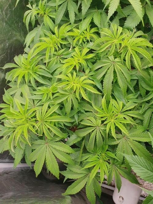 Zillions 💵 - Barney's Farm. Week 9