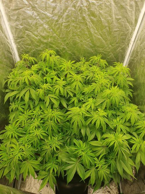 Zillions 💵 - Barney's Farm. Week 9