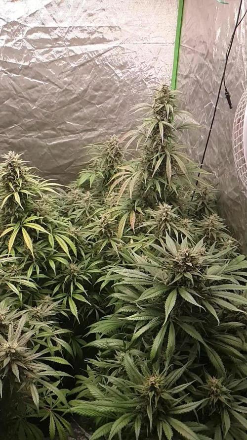Strawberry Gorilla Auto