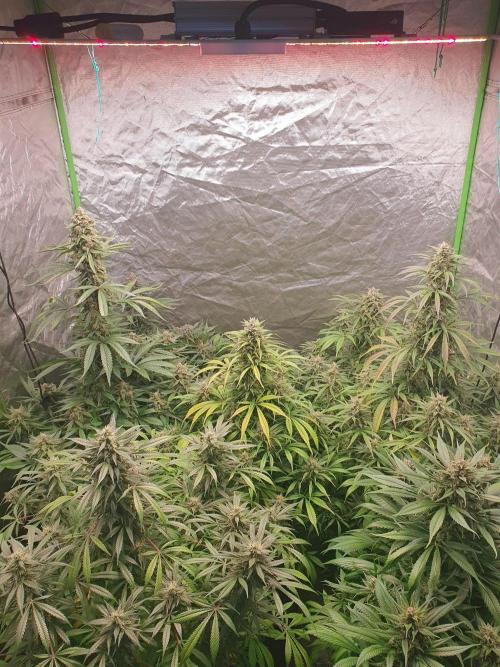 Strawberry Gorilla Auto. Week 12