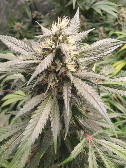 Strawberry Gorilla Auto. Week 12