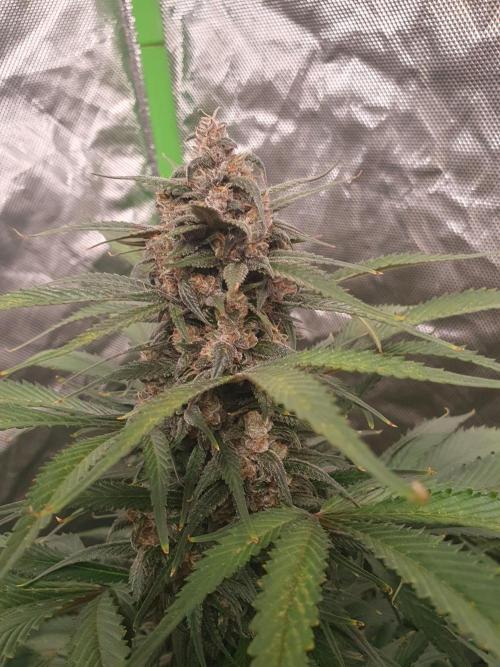 Strawberry Gorilla Auto. Week 12