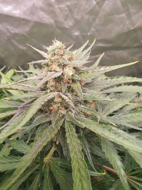 Strawberry Gorilla Auto. Week 12