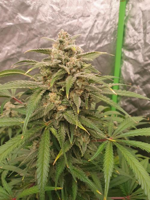 Strawberry Gorilla Auto. Week 12