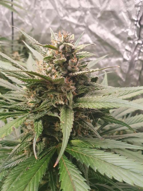 Strawberry Gorilla Auto. Week 12