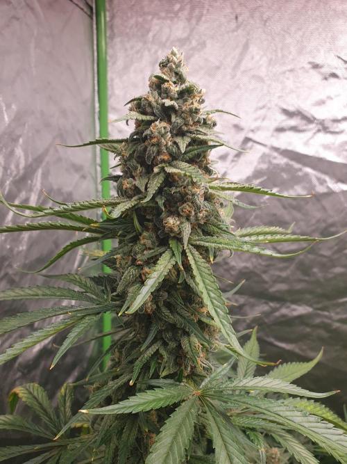 Strawberry Gorilla Auto. Week 12
