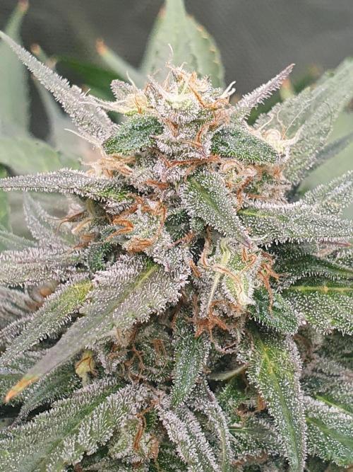 Strawberry Gorilla Auto. Week 12