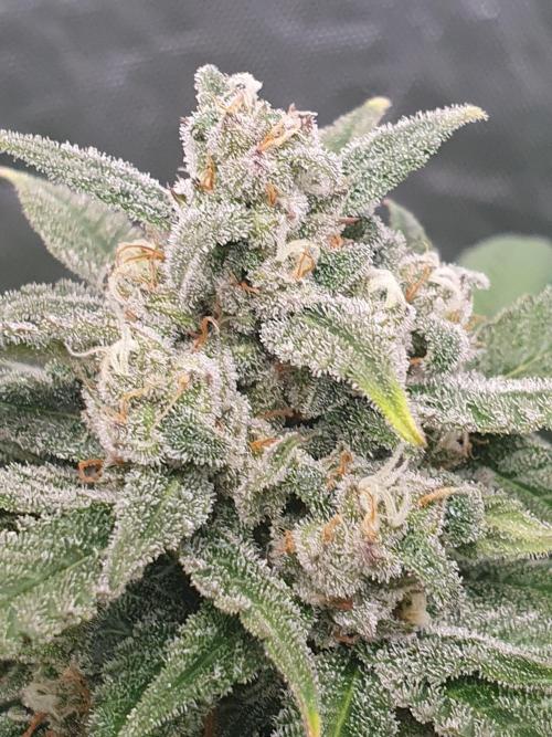 Strawberry Gorilla Auto. Week 12