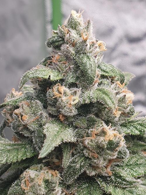 Strawberry Gorilla Auto. Week 12