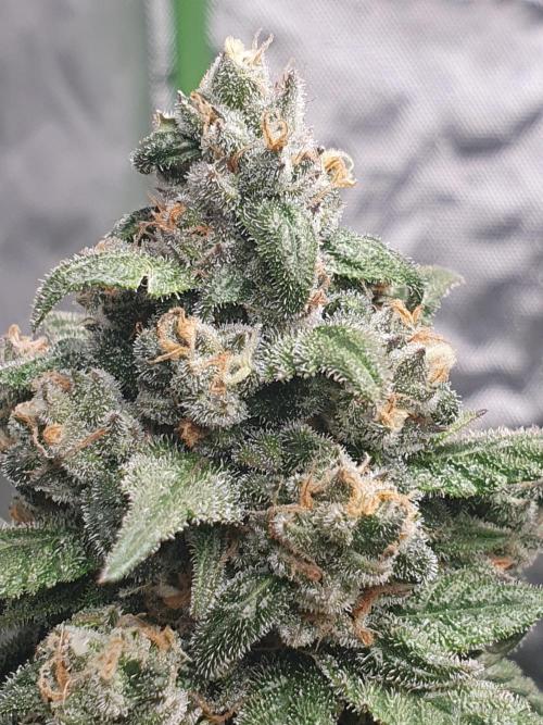 Strawberry Gorilla Auto. Week 12