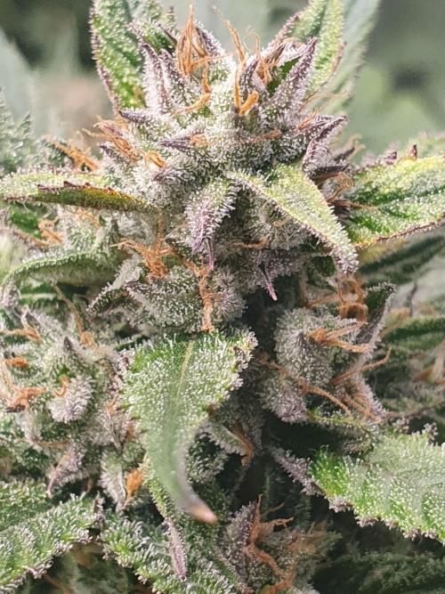 Strawberry Gorilla Auto. Week 12