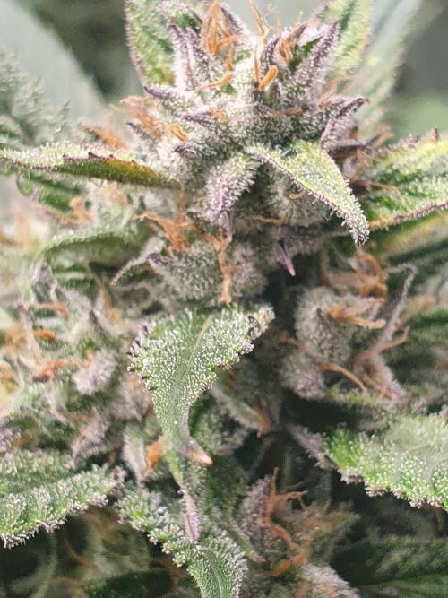 Strawberry Gorilla Auto. Week 12