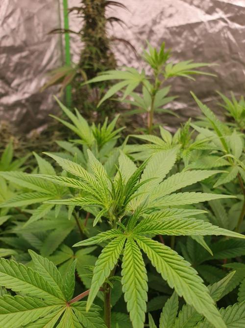 Zillions 💵 - Barney's Farm. Week 10