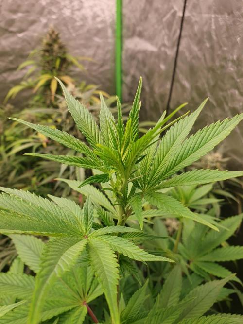 Zillions 💵 - Barney's Farm. Week 10