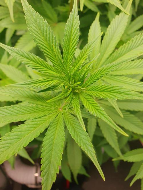 Zillions 💵 - Barney's Farm. Week 10