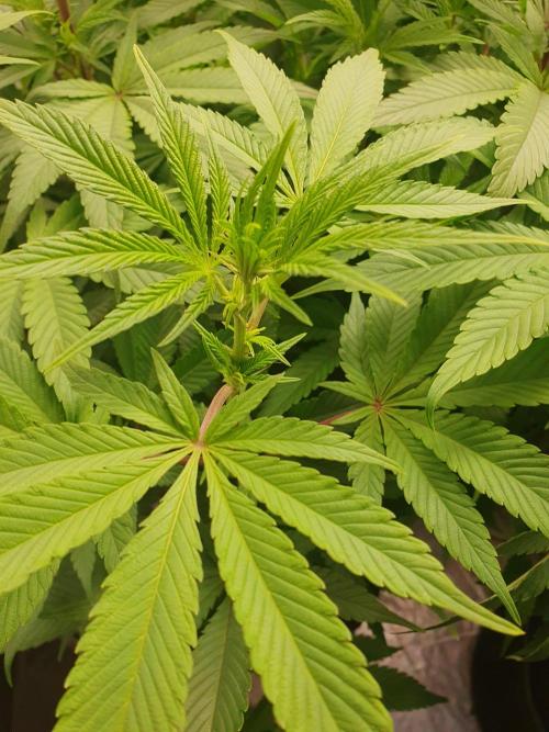 Zillions 💵 - Barney's Farm. Week 10