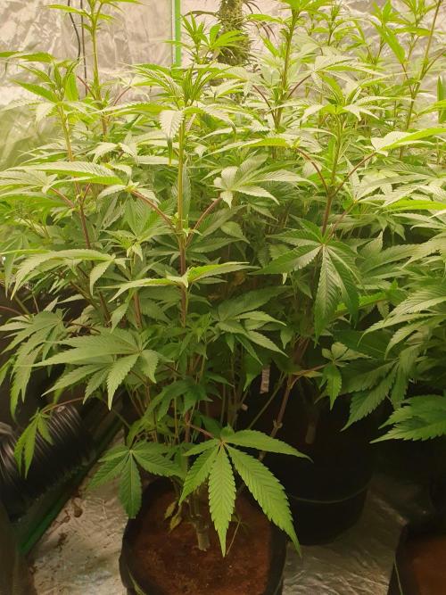 Zillions 💵 - Barney's Farm. Week 10