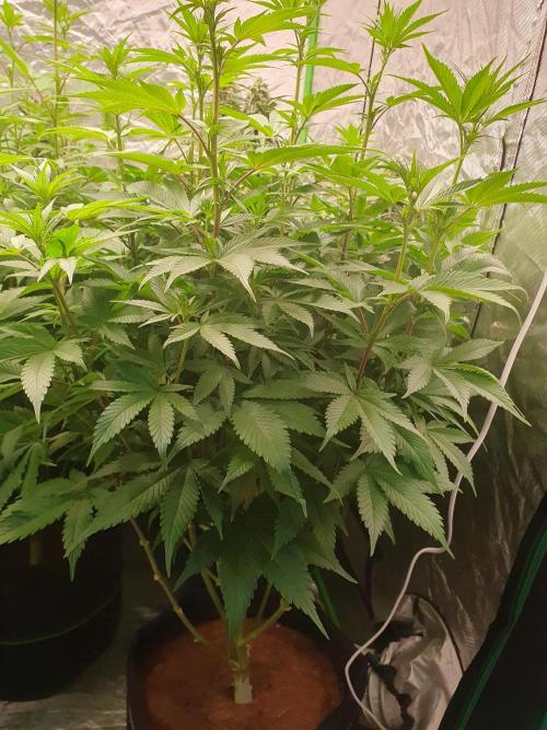 Zillions 💵 - Barney's Farm. Week 10