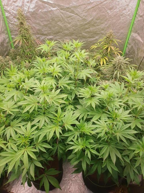 Zillions 💵 - Barney's Farm. Week 10