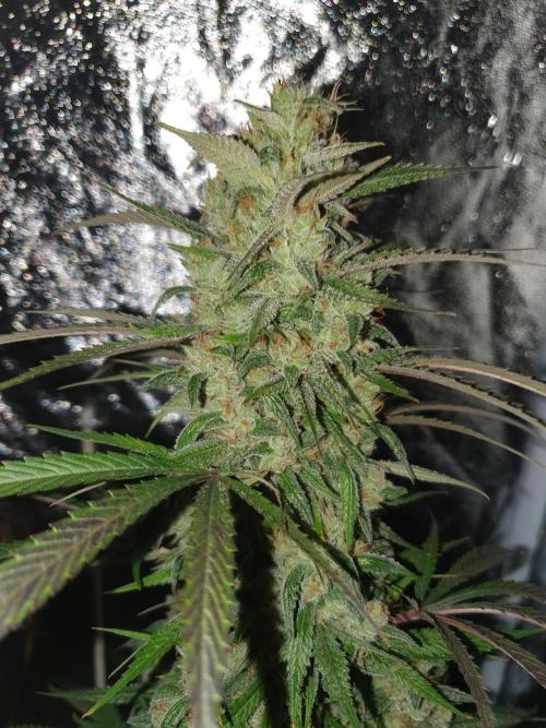 Strawberry Gorilla Auto. Week 13