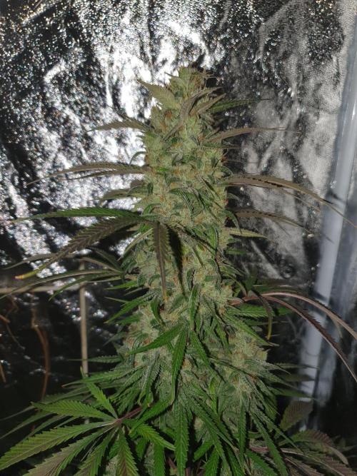Strawberry Gorilla Auto. Week 13