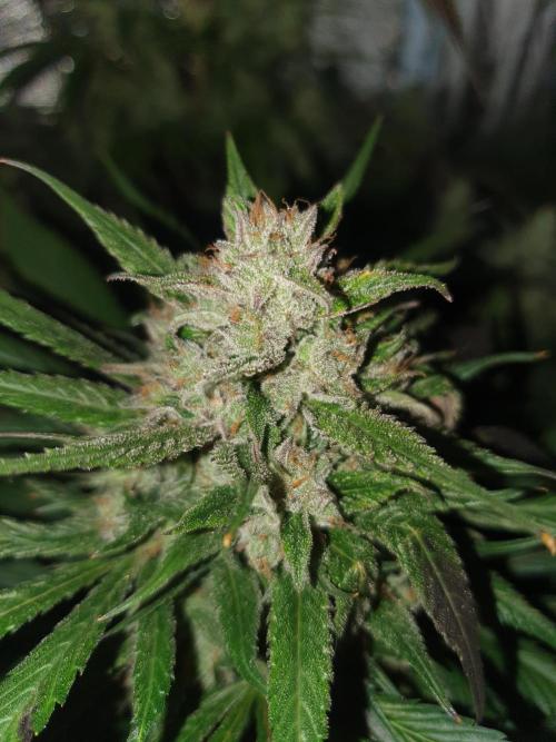 Strawberry Gorilla Auto. Week 13