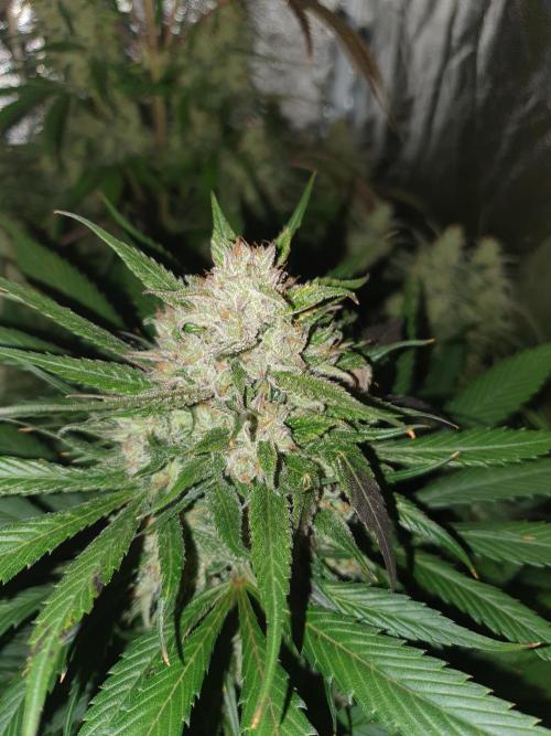 Strawberry Gorilla Auto. Week 13
