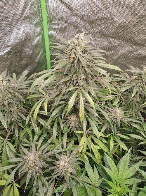 Strawberry Gorilla Auto. Week 13