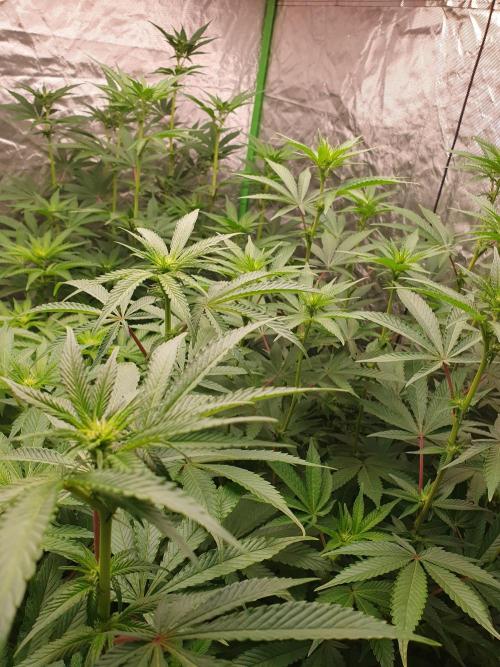 Zillions 💵 - Barney's Farm. Week 11