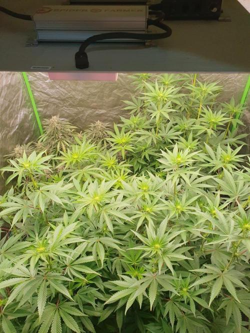 Zillions 💵 - Barney's Farm. Week 11