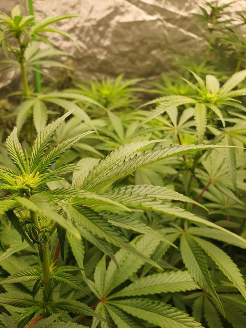 Zillions 💵 - Barney's Farm. Week 11