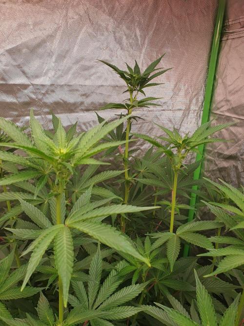 Zillions 💵 - Barney's Farm. Week 11