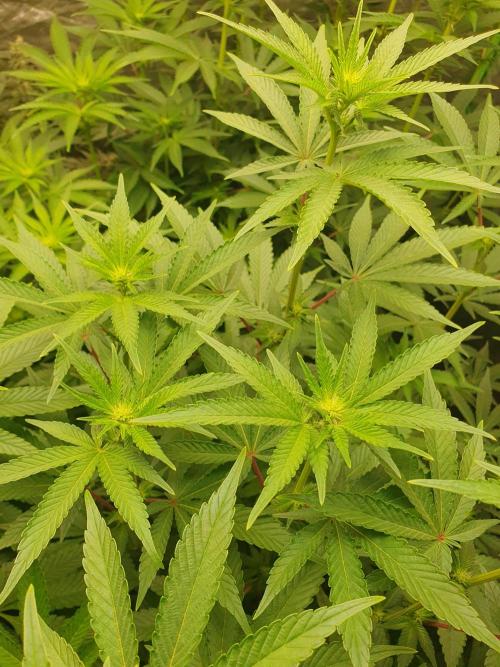 Zillions 💵 - Barney's Farm. Week 11