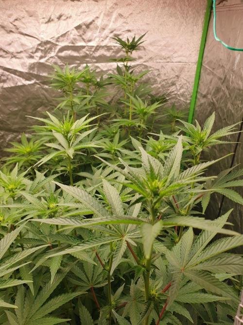 Zillions 💵 - Barney's Farm. Week 11