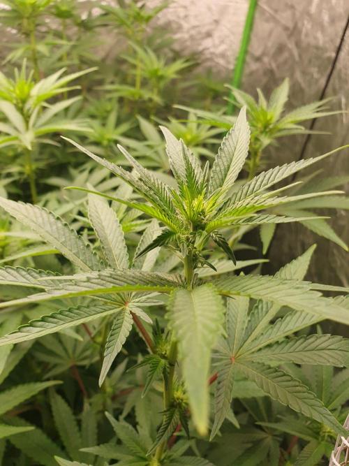 Zillions 💵 - Barney's Farm. Week 11
