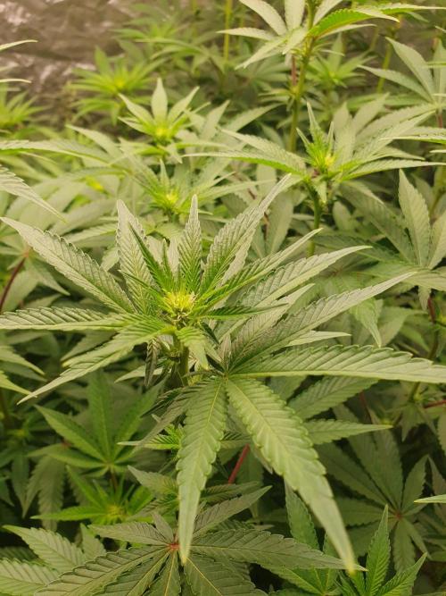 Zillions 💵 - Barney's Farm. Week 11
