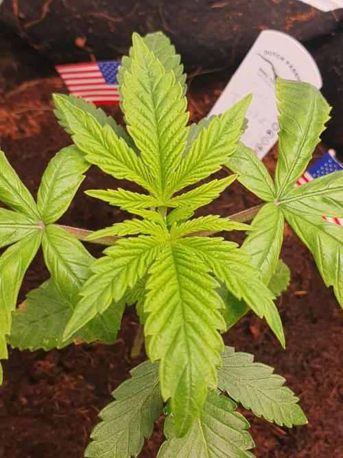 USA Genetics 2026 🏆 SSSC. Week 4