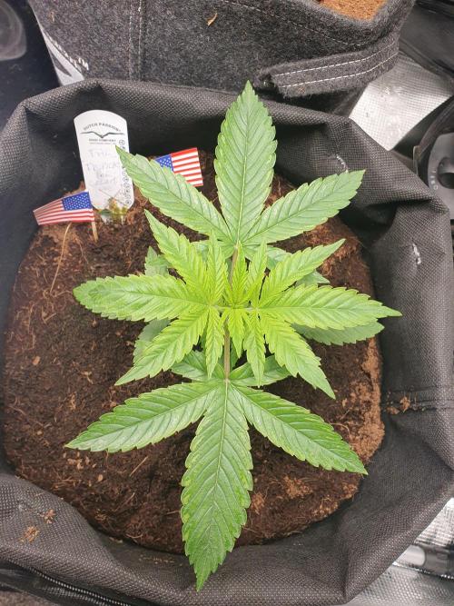 USA Genetics 2026 🏆 SSSC. Week 4
