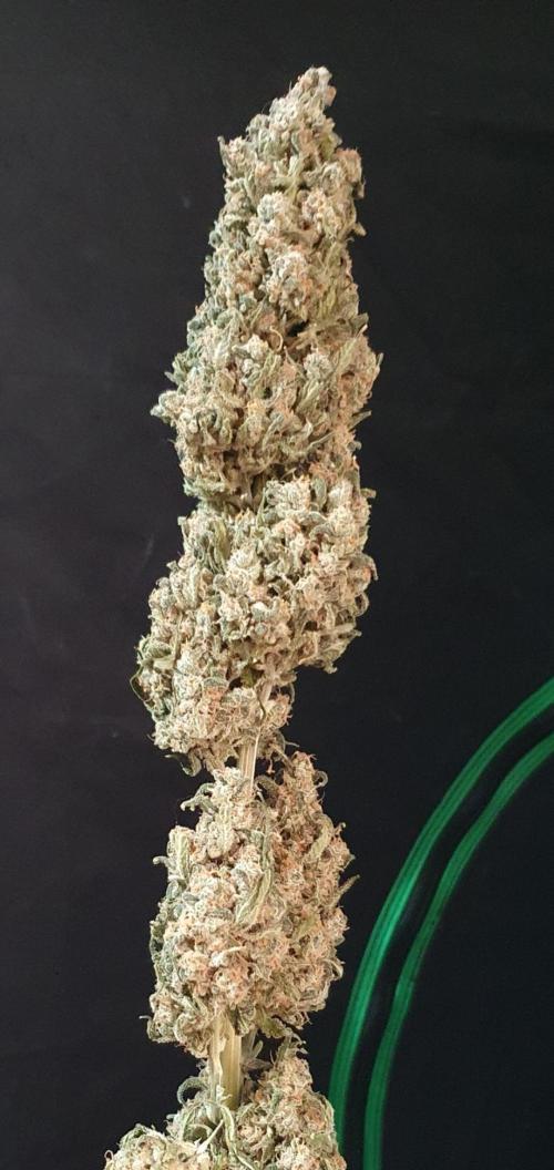 Strawberry Gorilla Auto. Week 14