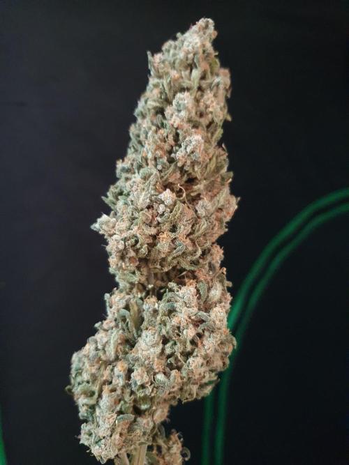 Strawberry Gorilla Auto. Week 14