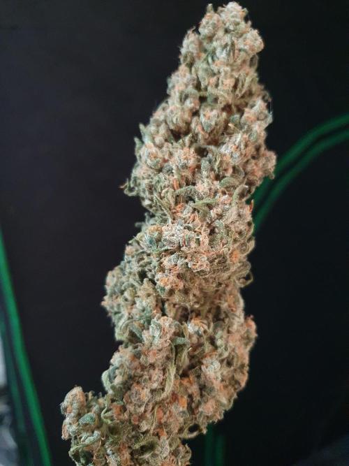 Strawberry Gorilla Auto. Week 14