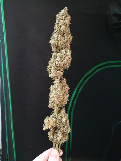Strawberry Gorilla Auto. Week 14