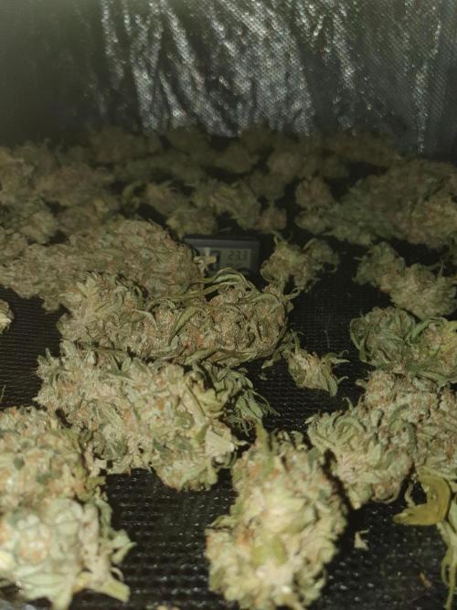 Strawberry Gorilla Auto. Week 14