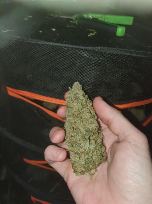 Strawberry Gorilla Auto. Week 14