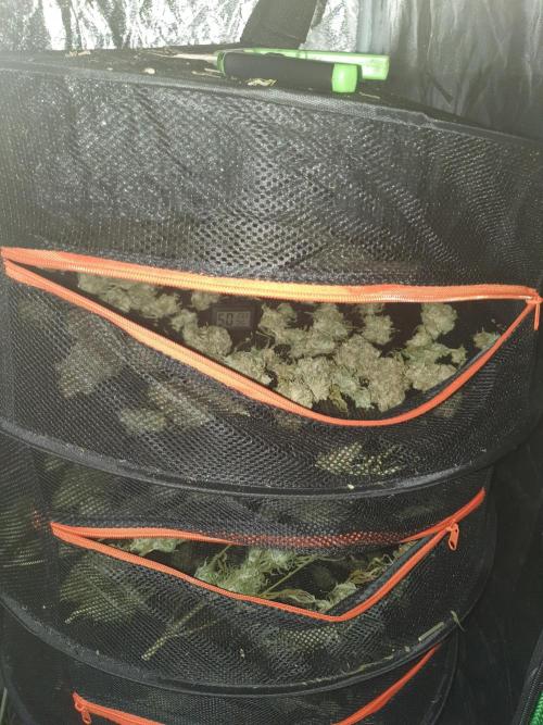 Strawberry Gorilla Auto. Week 14